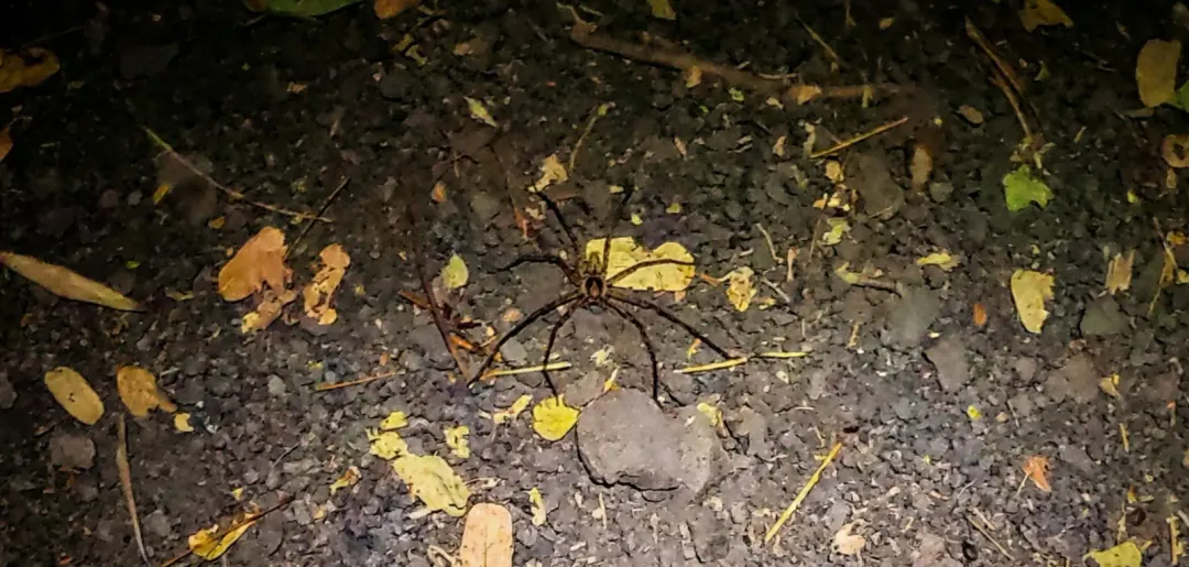 Araignée nocturne