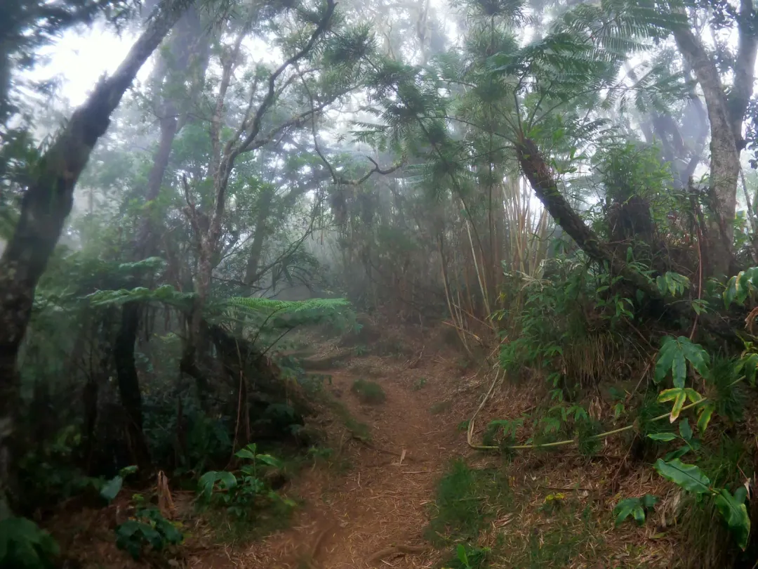 Forêt humide 2 GR R2