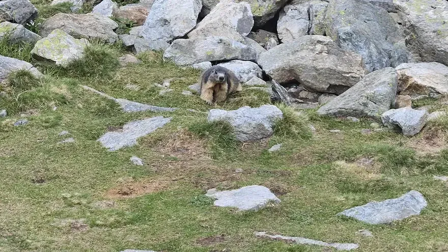 Marmotte