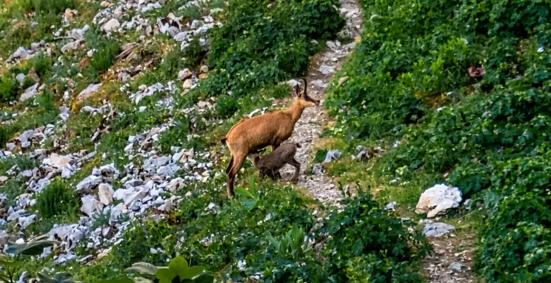 Chamois Chartreuse